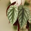 Cissus Discolor ‘Rex Begonia Vine’ -Ed's plant shop cissus discolor rex begonia vine 633568