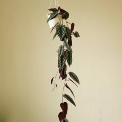 Cissus Discolor ‘Rex Begonia Vine’ -Ed's plant shop cissus discolor rex begonia vine 745896