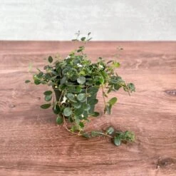 Codonanthe Devosiana 'Paula' - Codonanthe 7 Codonanthe Devosiana 'Paula' - Codonanthe -Ed's plant shop codonanthe devosiana paula codonanthe 395242