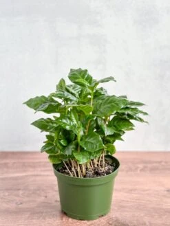 Coffea Arabica - ‘Coffee Plant’ -Ed's plant shop coffea arabica coffee plant various sizes 245529