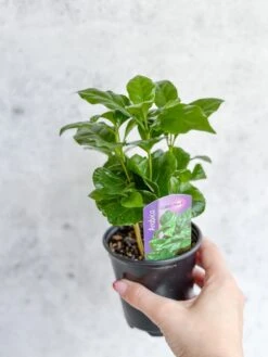 Coffea Arabica - ‘Coffee Plant’ -Ed's plant shop coffea arabica coffee plant various sizes 315102