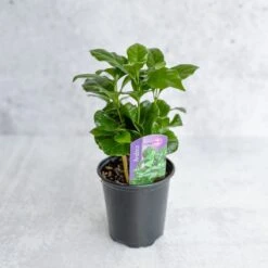 Coffea Arabica - ‘Coffee Plant’ -Ed's plant shop coffea arabica coffee plant various sizes 532553