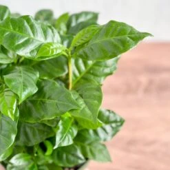 Coffea Arabica - ‘Coffee Plant’ -Ed's plant shop coffea arabica coffee plant various sizes 575301