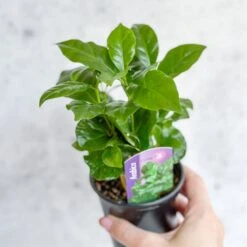 Coffea Arabica - ‘Coffee Plant’ -Ed's plant shop coffea arabica coffee plant various sizes 787433