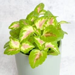 Coleus Wizard Coral - Wizard Coral Sunshine Coleus -Ed's plant shop coleus wizard coral wizard coral sunshine coleus various sizes 485777