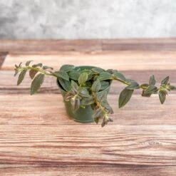 Columnea 'Chocolate Soldier - Chocolate Soldier Goldfish Plant - 4 Inch 7 Columnea 'Chocolate Soldier - Chocolate Soldier Goldfish Plant - 4 Inch -Ed's plant shop columnea chocolate soldier chocolate soldier goldfish plant 4 inch 472733