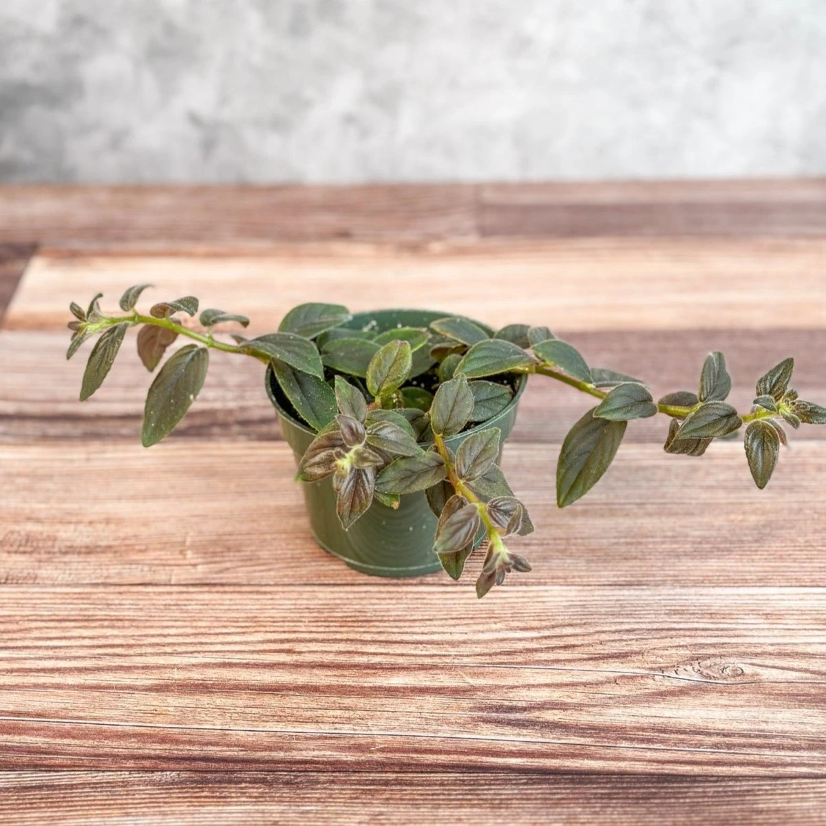 Columnea 'Chocolate Soldier - Chocolate Soldier Goldfish Plant - 4 Inch 5 Columnea 'Chocolate Soldier - Chocolate Soldier Goldfish Plant - 4 Inch - Image 3