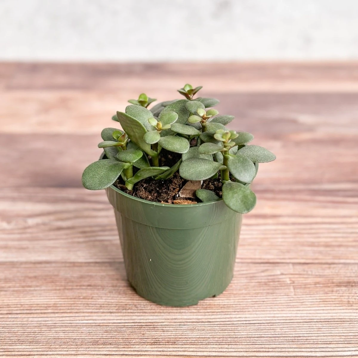 Jade Plant (Crassula Ovata) – Easy-Care Money Succulent 3 Jade Plant (Crassula Ovata) – Easy-Care Money Succulent - Image 2