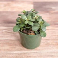 Jade Plant (Crassula Ovata) – Easy-Care Money Succulent 12 Jade Plant (Crassula Ovata) – Easy-Care Money Succulent -Ed's plant shop crassula argentina jade plant 4 inch 392759