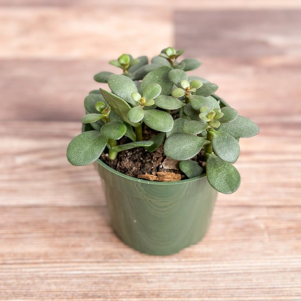 Jade Plant (Crassula Ovata) – Easy-Care Money Succulent 4 Jade Plant (Crassula Ovata) – Easy-Care Money Succulent - Image 3