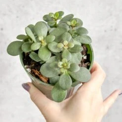 Jade Plant (Crassula Ovata) – Easy-Care Money Succulent 14 Jade Plant (Crassula Ovata) – Easy-Care Money Succulent -Ed's plant shop crassula argentina jade plant 4 inch 423417