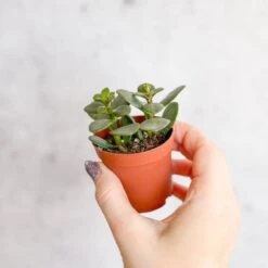 Jade Plant (Crassula Ovata) – Easy-Care Money Succulent 18 Jade Plant (Crassula Ovata) – Easy-Care Money Succulent -Ed's plant shop crassula argentina jade plant 4 inch 423592
