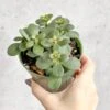 Jade Plant (Crassula Ovata) – Easy-Care Money Succulent 2 Jade Plant (Crassula Ovata) – Easy-Care Money Succulent -Ed's plant shop crassula argentina jade plant 4 inch 471850