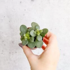 Jade Plant (Crassula Ovata) – Easy-Care Money Succulent 16 Jade Plant (Crassula Ovata) – Easy-Care Money Succulent -Ed's plant shop crassula argentina jade plant 4 inch 570335