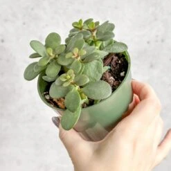 Jade Plant (Crassula Ovata) – Easy-Care Money Succulent 15 Jade Plant (Crassula Ovata) – Easy-Care Money Succulent -Ed's plant shop crassula argentina jade plant 4 inch 589150