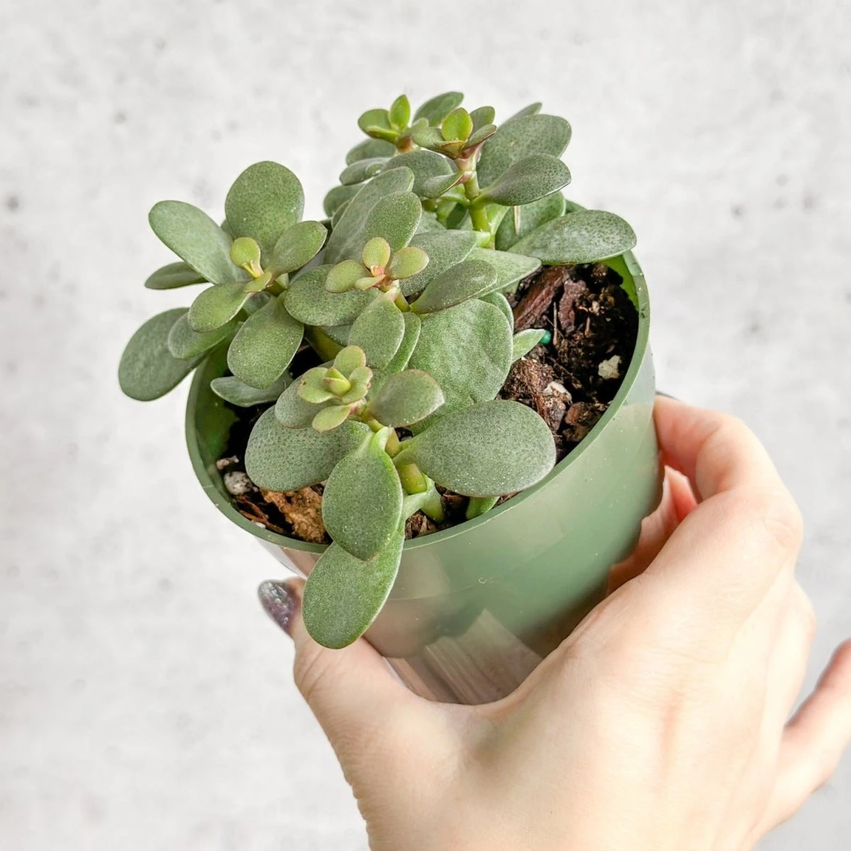 Jade Plant (Crassula Ovata) – Easy-Care Money Succulent 7 Jade Plant (Crassula Ovata) – Easy-Care Money Succulent - Image 6