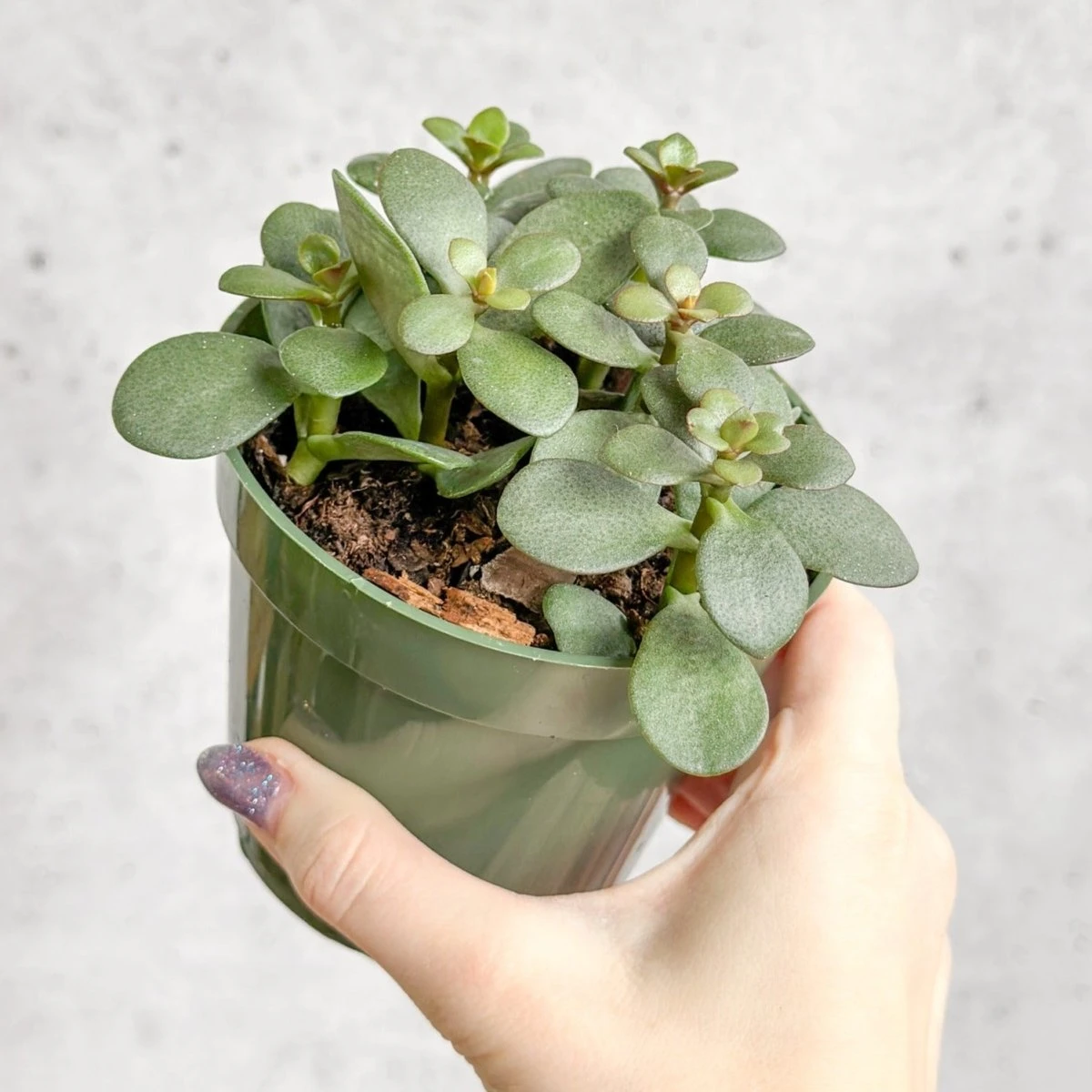 Jade Plant (Crassula Ovata) – Easy-Care Money Succulent 5 Jade Plant (Crassula Ovata) – Easy-Care Money Succulent - Image 4