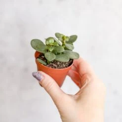 Jade Plant (Crassula Ovata) – Easy-Care Money Succulent 17 Jade Plant (Crassula Ovata) – Easy-Care Money Succulent -Ed's plant shop crassula argentina jade plant 4 inch 869161