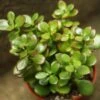 Crassula Ovata Obliqua 'California Red Tip' Jade Plant -Ed's plant shop crassula ovata obliqua california red tip jade plant 4 inch 374374