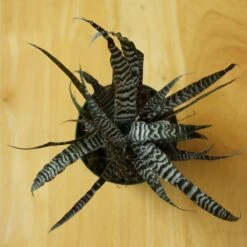 Cryptanthus Bivittatus 'Absolute Zero' -Ed's plant shop cryptanthus bivittatus absolute zero 306063