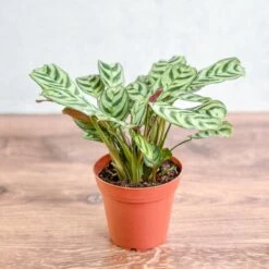 Ctenanthe Burle-Marxii ‘Fishbone Prayer Plant’ -Ed's plant shop ctenanthe burle marxii fishbone prayer plant 333798