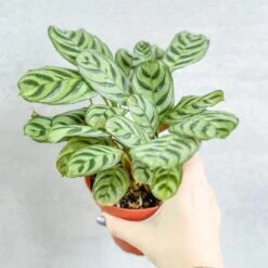 Ctenanthe Burle-Marxii ‘Fishbone Prayer Plant’ -Ed's plant shop ctenanthe burle marxii fishbone prayer plant 496552