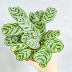 Ctenanthe Burle-Marxii ‘Fishbone Prayer Plant’ -Ed's plant shop ctenanthe burle marxii fishbone prayer plant 645928