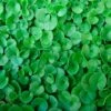 Dichondra Repens 'Emerald Falls' - Emerald Falls Dichondra -Ed's plant shop dichondra repens emerald falls emerald falls dichondra 263605