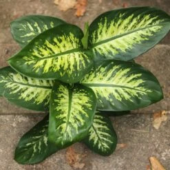 Dieffenbachia ‘Dumb Cane’ – Classic Variegated Dumb Cane -Ed's plant shop dieffenbachia dumb cane classic variegated dumb cane 2847338
