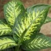 Dieffenbachia ‘Dumb Cane’ – Classic Variegated Dumb Cane -Ed's plant shop dieffenbachia dumb cane classic variegated dumb cane 6591290