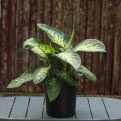 Dieffenbachia ‘Dumb Cane’ – Classic Variegated Dumb Cane -Ed's plant shop dieffenbachia dumb cane classic variegated dumb cane 6700099