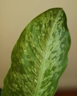 Dieffenbachia Maculata ‘White Etna’ -Ed's plant shop dieffenbachia maculata white etna 2170788
