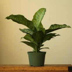Dieffenbachia Maculata ‘White Etna’ -Ed's plant shop dieffenbachia maculata white etna 2669529