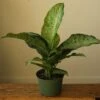 Dieffenbachia Maculata ‘White Etna’ -Ed's plant shop dieffenbachia maculata white etna 3389179