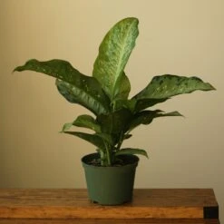 Dieffenbachia Maculata ‘White Etna’ -Ed's plant shop dieffenbachia maculata white etna 5667894