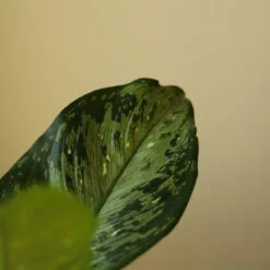 Dieffenbachia Maculata ‘White Etna’ -Ed's plant shop dieffenbachia maculata white etna 7073612