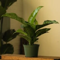 Dieffenbachia Maculata ‘White Etna’ -Ed's plant shop dieffenbachia maculata white etna 7715300