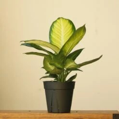 Front Page -Ed's plant shop dieffenbachia tropic marianne 6175040