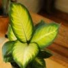 Dieffenbachia - ‘Tropic Marianne’ -Ed's plant shop dieffenbachia tropic marianne 6868888