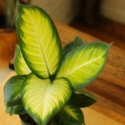 Dieffenbachia - ‘Tropic Marianne’