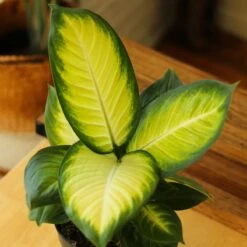 Dieffenbachia - ‘Tropic Marianne’ -Ed's plant shop dieffenbachia tropic marianne 7357945