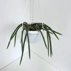 Disocactus Flagelliformis - Rattail Cactus- Hanging Basket