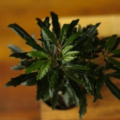 Dizygotheca Elegantissima 'False Aralia' -Ed's plant shop dizygotheca elegantissima false aralia 124753