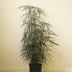 Dizygotheca Elegantissima 'False Aralia' -Ed's plant shop dizygotheca elegantissima false aralia 645932