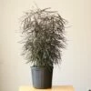 Dizygotheca Elegantissima 'False Aralia' -Ed's plant shop dizygotheca elegantissima false aralia 649011