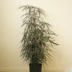 Dizygotheca Elegantissima 'False Aralia' Floor Plant -Ed's plant shop dizygotheca elegantissima false aralia floor plant 545184