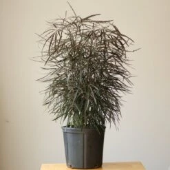 Dizygotheca Elegantissima 'False Aralia' Floor Plant -Ed's plant shop dizygotheca elegantissima false aralia floor plant 730005