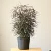 Dizygotheca Elegantissima 'False Aralia' Floor Plant -Ed's plant shop dizygotheca elegantissima false aralia floor plant 819402