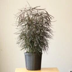 Dizygotheca Elegantissima 'False Aralia' Floor Plant