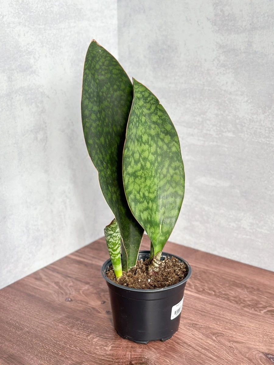 Dracaena Masoniana 'Whale Fin Snake Plant' 4 Dracaena Masoniana 'Whale Fin Snake Plant' - Image 2
